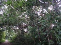 Sheldrick Falls cesta deštným pralesem