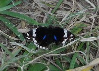 Sheldrick Falls motýl