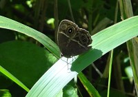 Sheldrick Falls motýl