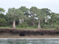 Kisite baobaby