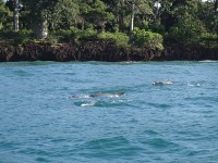 Kisite delfíni