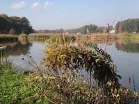 Petrovice rybník