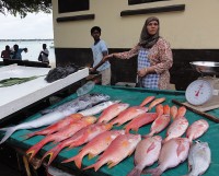 rybí trh u pláže