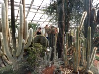 skleník s kaktusy