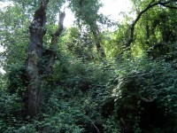 Butrint divoká příroda