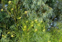 Butrint mimoza