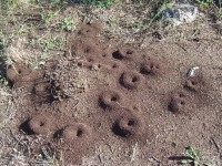 Nekromantio toto jsou mraveniště