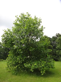 Orlová strom liriovník v parku