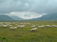 takto jsme vyděli pasoucí se ovce na lukách u města Arquata del Tronto, kde v centru vlnu, mléko a následně i maso zpracovávají po staletí stejnými recepturami