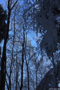 Korunami stromů nad Květnou