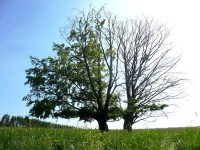 Stromy na Klapinově - živý a mrtvý