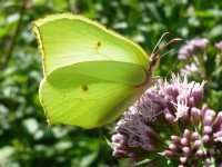 Žluťásek řešetlákový