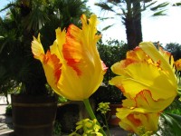 Tulipánů je zde mnoho druhů