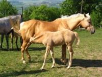 Jaro je čas hříbat