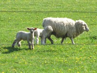 Na okolních loukách je plno ovcí