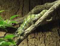 Chameleon