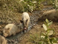 Místní divoká prasata v místním kanálu