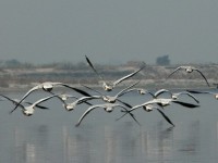 Ptáci nad řekou Jamunou