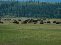 stádo bizonů - NP Grand Teton