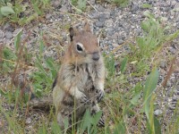 chipmunk - NP Yellowstone