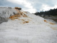 NP Yellowstone - Mammoth Springs