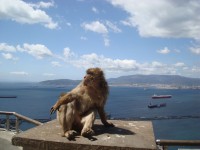 Gibraltar – opice na Héraklově sloupu