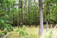 lesík oproti obore