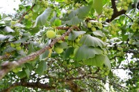 ginko - detail