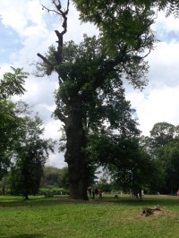statný strom