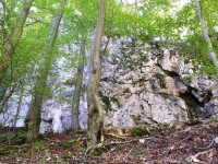 skaly v lese
