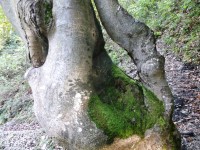 detail stromu