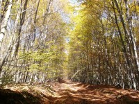 lesná cesta
