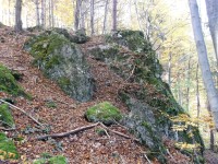 skaly v lese