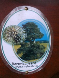 Borovica lesná