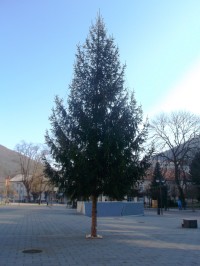 vianočný strom na námestí
