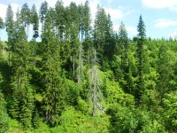 zelený les