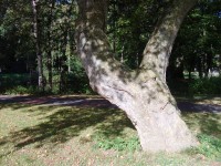 strom v parku