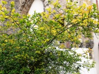 strom je v areály kostola