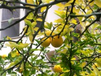 krásne citróny