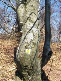 označený strom