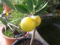citrusové plody v kvetináčoch