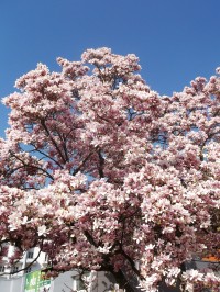 kvitnúca magnólia