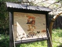 jaskynnú zvierata - lev, srstnatý nosorožec, pratur, prakôň - aj takéto boli nálezy kostí pravekých zvierat v Bojniciach