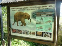 mamutie mláďa najdené zamrznuté v roku 2007