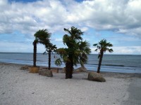 Palmová pláž
