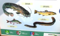 niektoré z druhov rýb žijúcich v rybníkoch