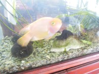 ryba v akváriu