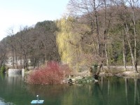 jazero s okolitými stromami