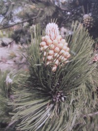 borovica v kvete - Pinus heldreichii