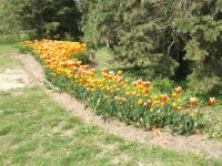 tulipány ,,Ballade,,